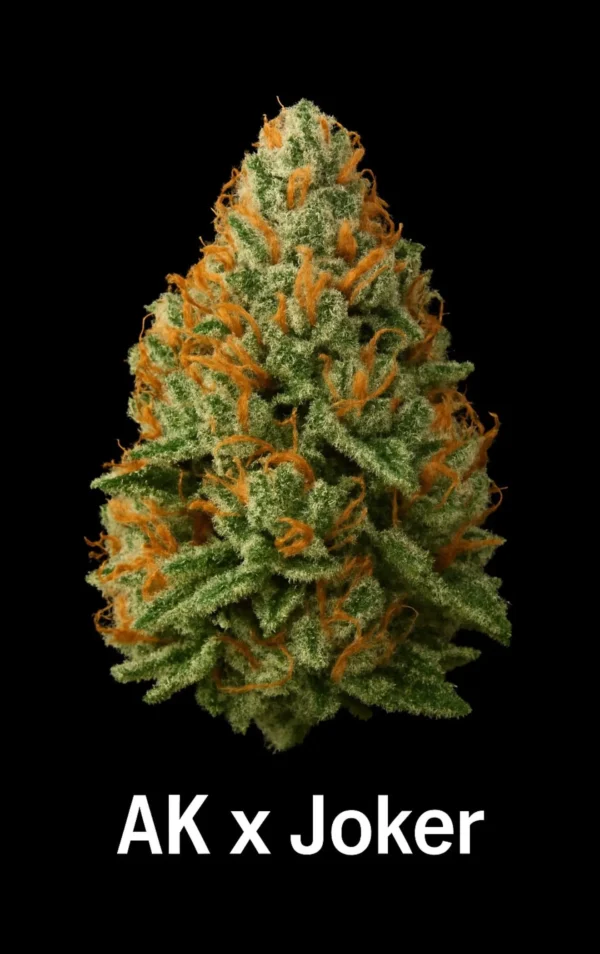 AK X Joker Feminized Seeds