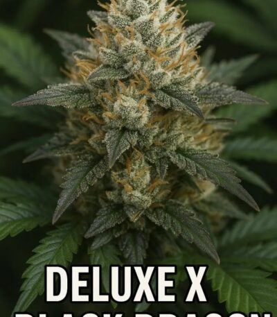 Deluxe Black Dragon cannabis seeds