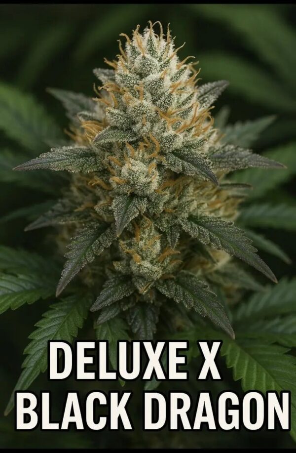 Deluxe Black Dragon cannabis seeds