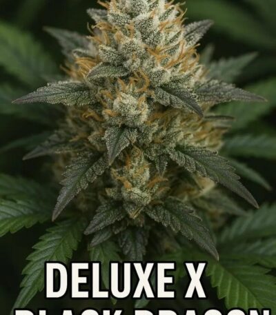 Deluxe Black Dragon cannabis seeds