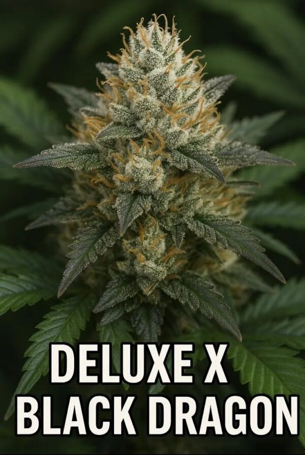Deluxe Black Dragon cannabis seeds