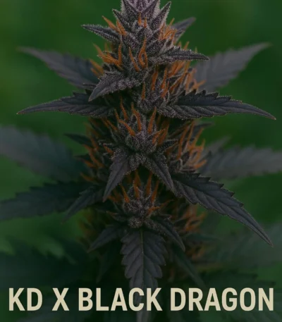 KD X black dragon thailand