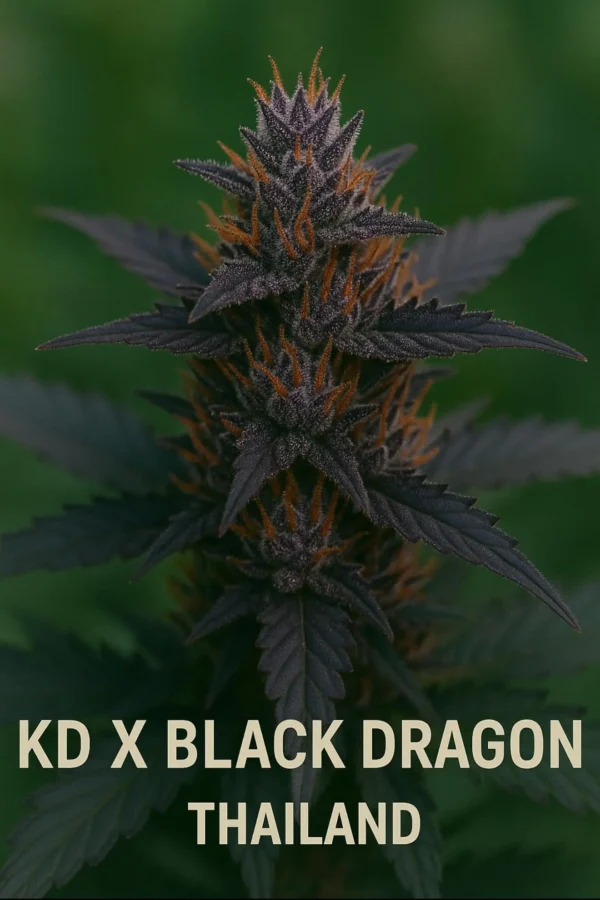 KD X black dragon thailand