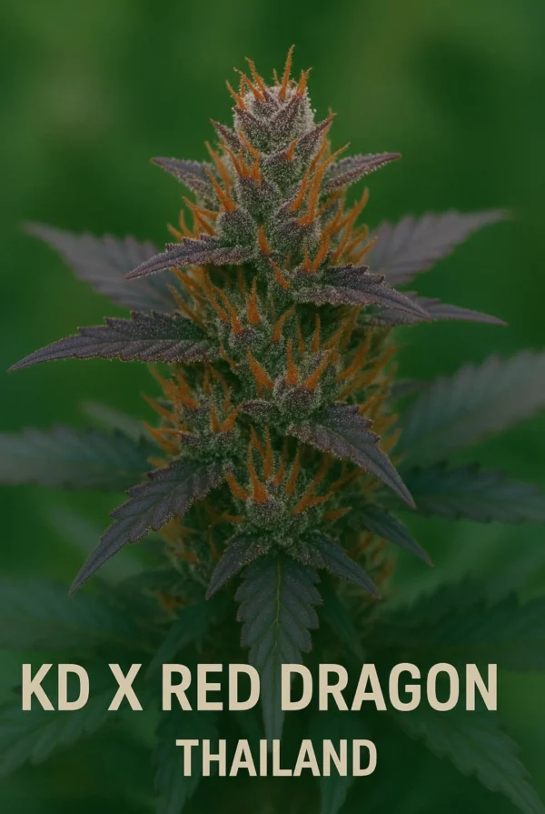 KD X red dragon thailand
