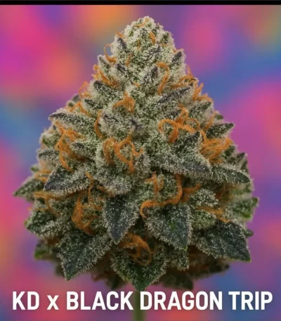 KD x Black Dragon Trip Cannabis Seeds