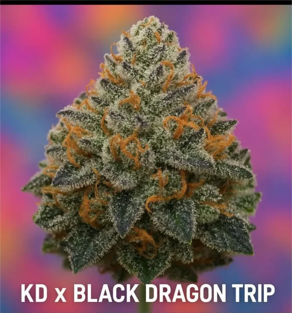 KD x Black Dragon Trip Cannabis Seeds