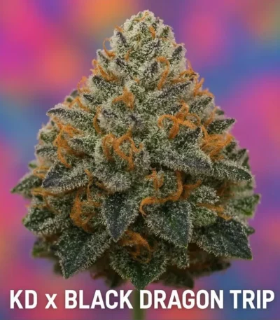 KD x Black Dragon Trip Cannabis Seeds