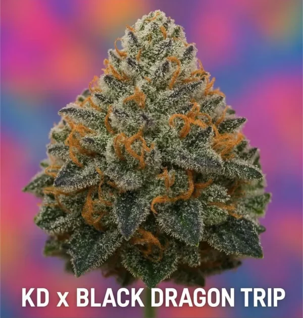 KD x Black Dragon Trip Cannabis Seeds