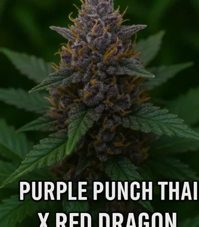 purple punch thai x red