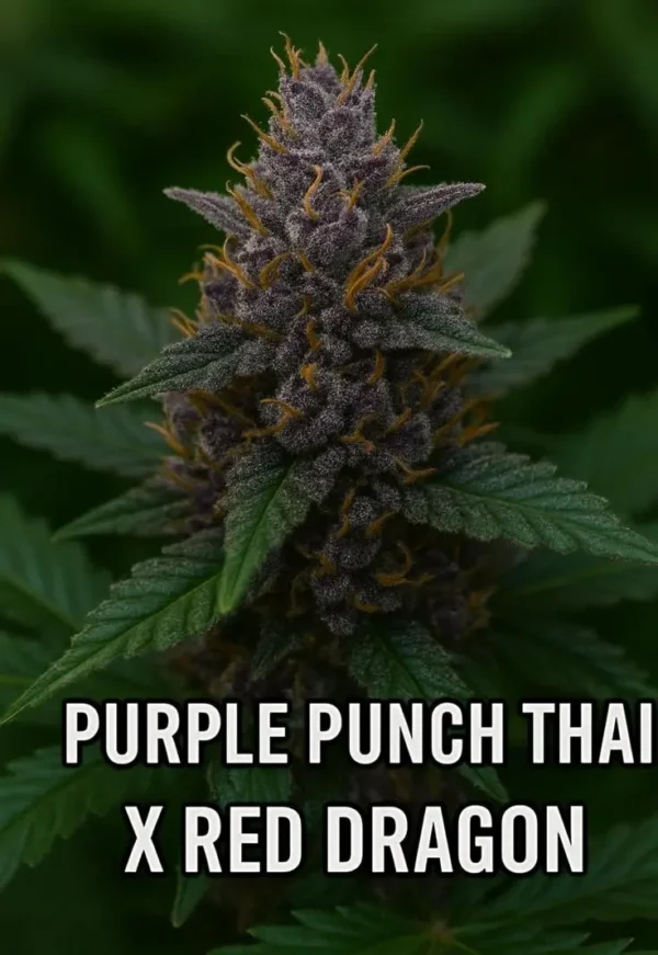 purple punch thai x red