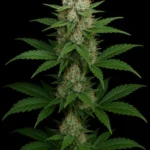 ak joker x
