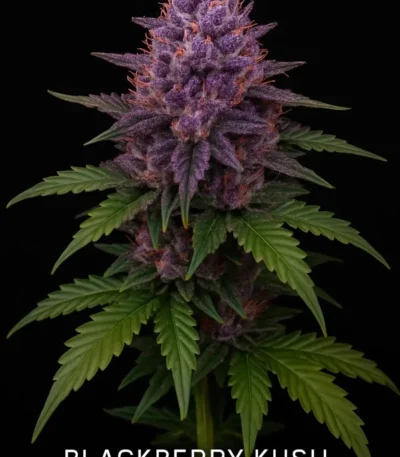 blackberry kush autoflower
