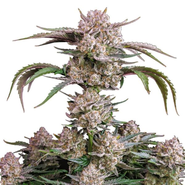 Strawberry Auto