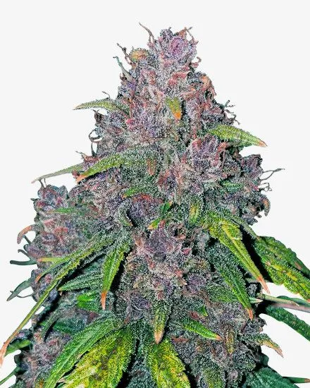 Purple Punch x Purple Kush Auto