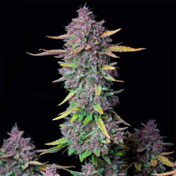 Purple Punch Thai Auto