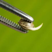 forcep seed grow plant marijuana