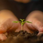 Hand gently holding rich soil for his marijuana plants