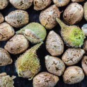 unpeeled cannabis seeds background in macro. top view.