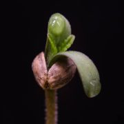 Cannabis seedling emerging from seed