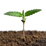 Cannabis sprout isolated on white background. Growing hemp.