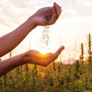 Hemp farmer holding Cannabis seeds in hands on farm field outside.