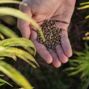 Man pouring hemp seeds, from hand to hand, on the field, among green industrial cannabis plants, close-up shot.