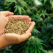 Closeup top view hands holding a heap of cannabis hemp seeds surrounded by a garden of gratifying green cannabis plants bloomed with buds. Grow facility for medical cannabis farm.